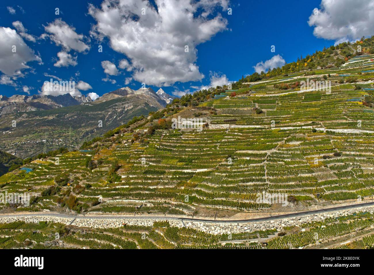 Terrazze di vigneti su un ripido pendio nel vigneto più alto della Svizzera, Heydorf Visperterminen, Vallese, Svizzera Foto Stock