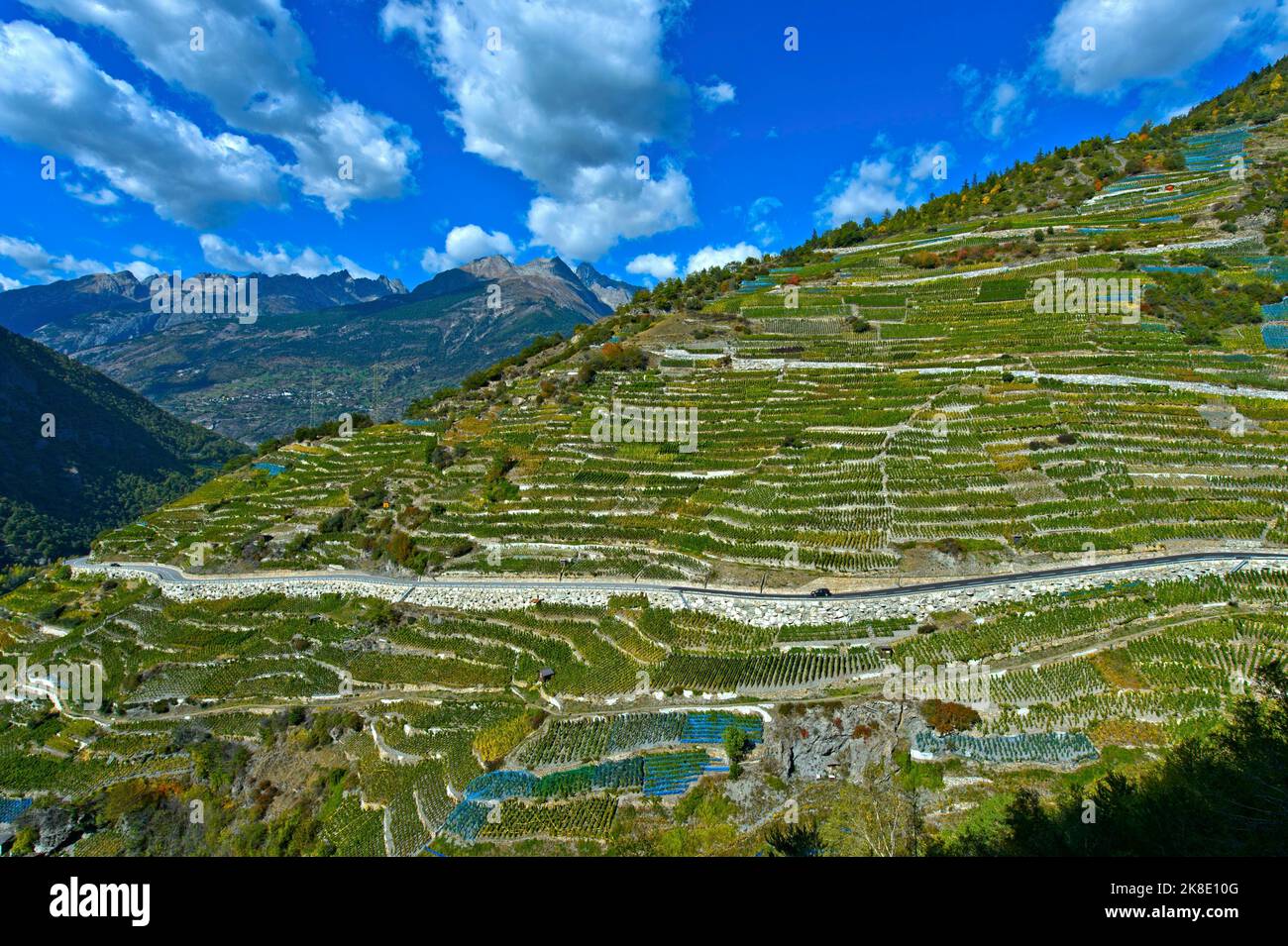 Terrazze di vigneti su un ripido pendio nel vigneto più alto della Svizzera, Heydorf Visperterminen, Vallese, Svizzera Foto Stock