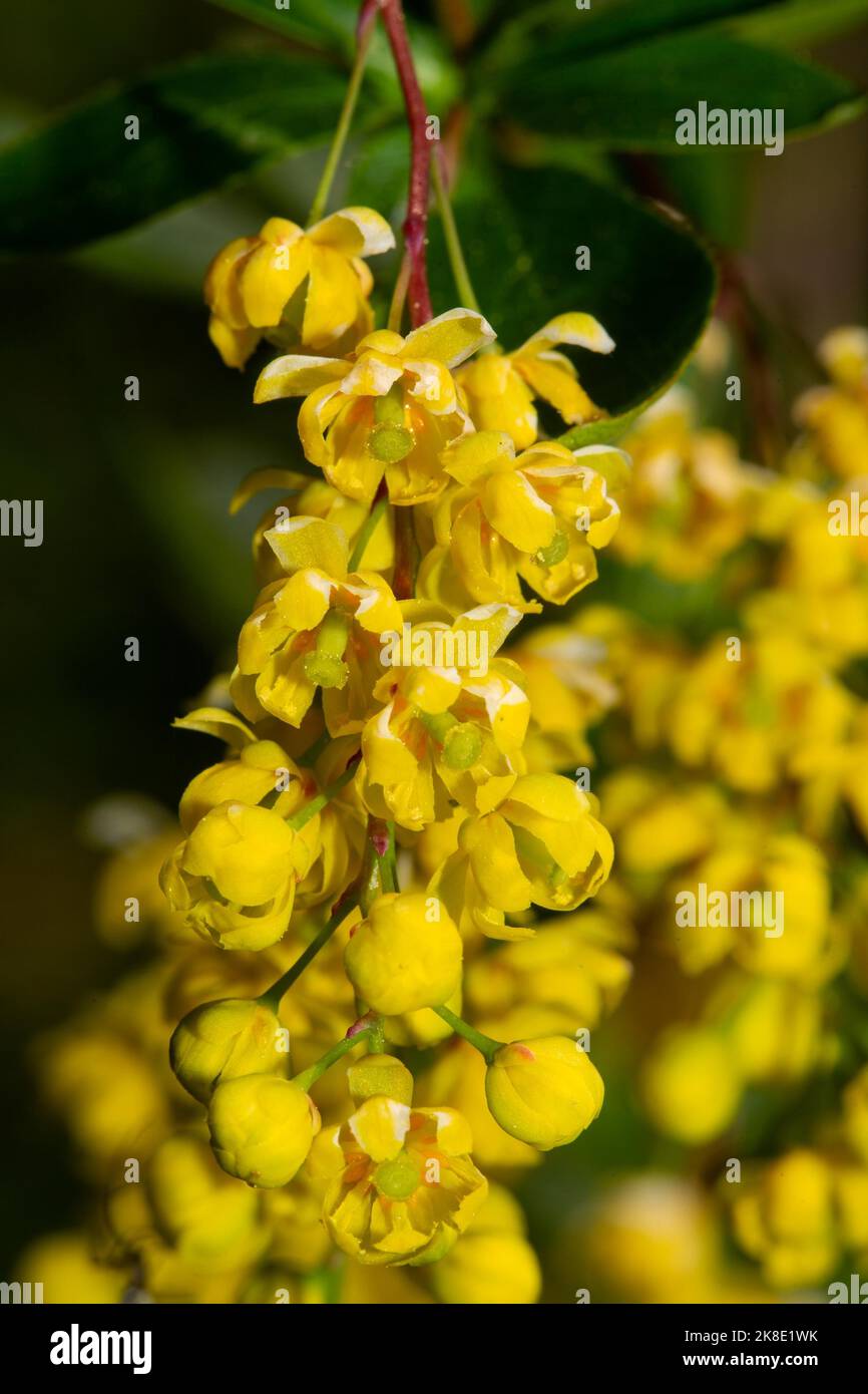 Comune panicola di fiori di barberry con alcuni fiori gialli aperti Foto Stock