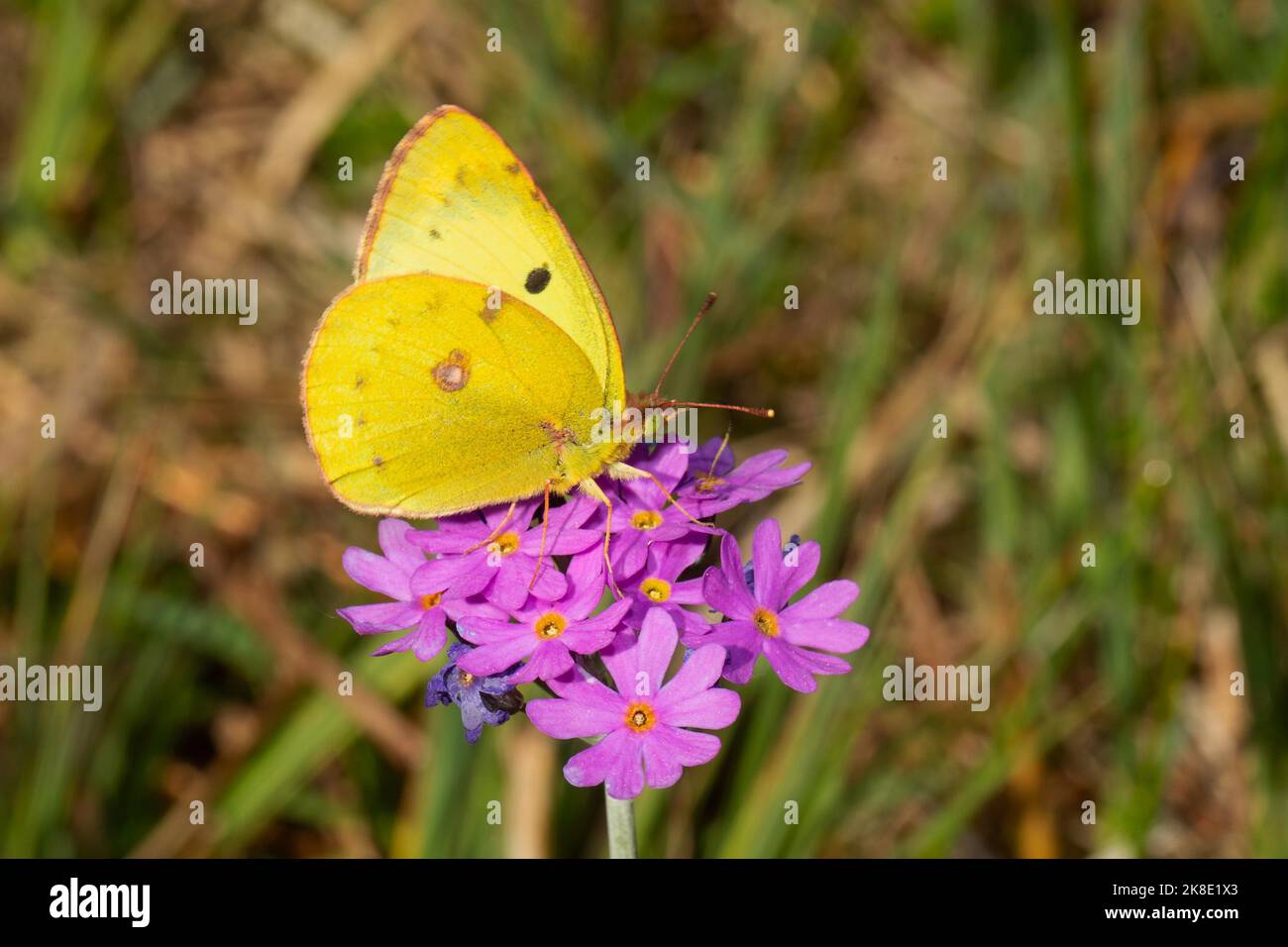 Golden Eight Butterfly seduto sul fiore rosa vedere a destra Foto Stock