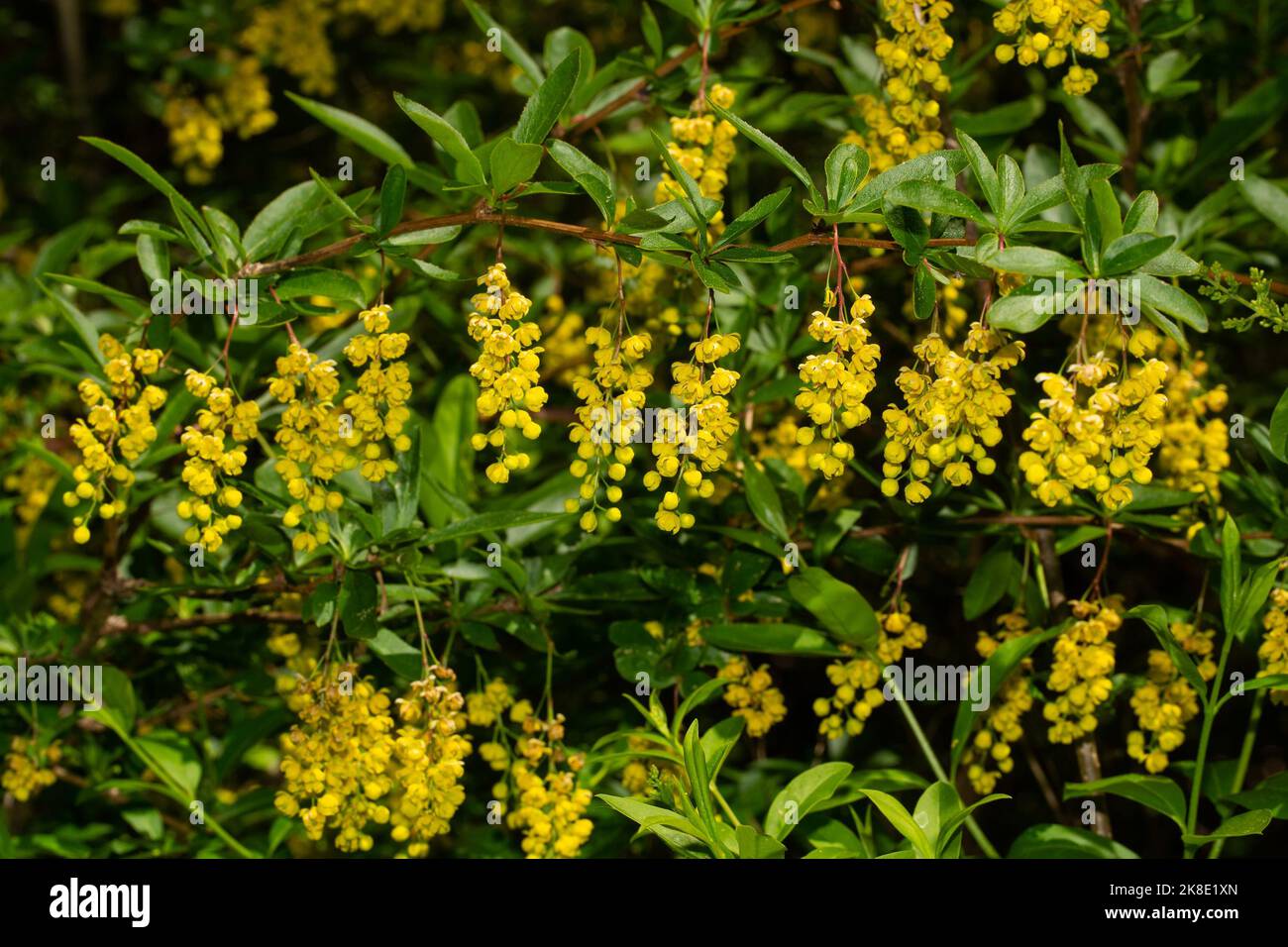 Comune rampone di barberry con diverse infiorescenze con fiori gialli aperti e foglie verdi Foto Stock
