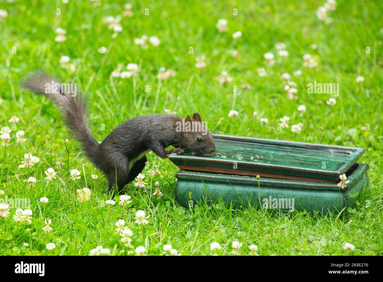 Scoiattolo in piedi a tavola con acqua in erba verde che pende bevendo a destra vedere Foto Stock