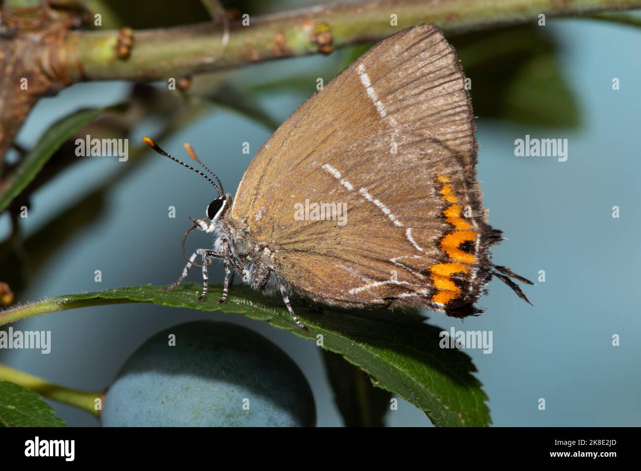 Elm Lacewing farfalla con ali chiuse seduta su foglia verde con bacche blu guardando a sinistra contro il cielo blu Foto Stock