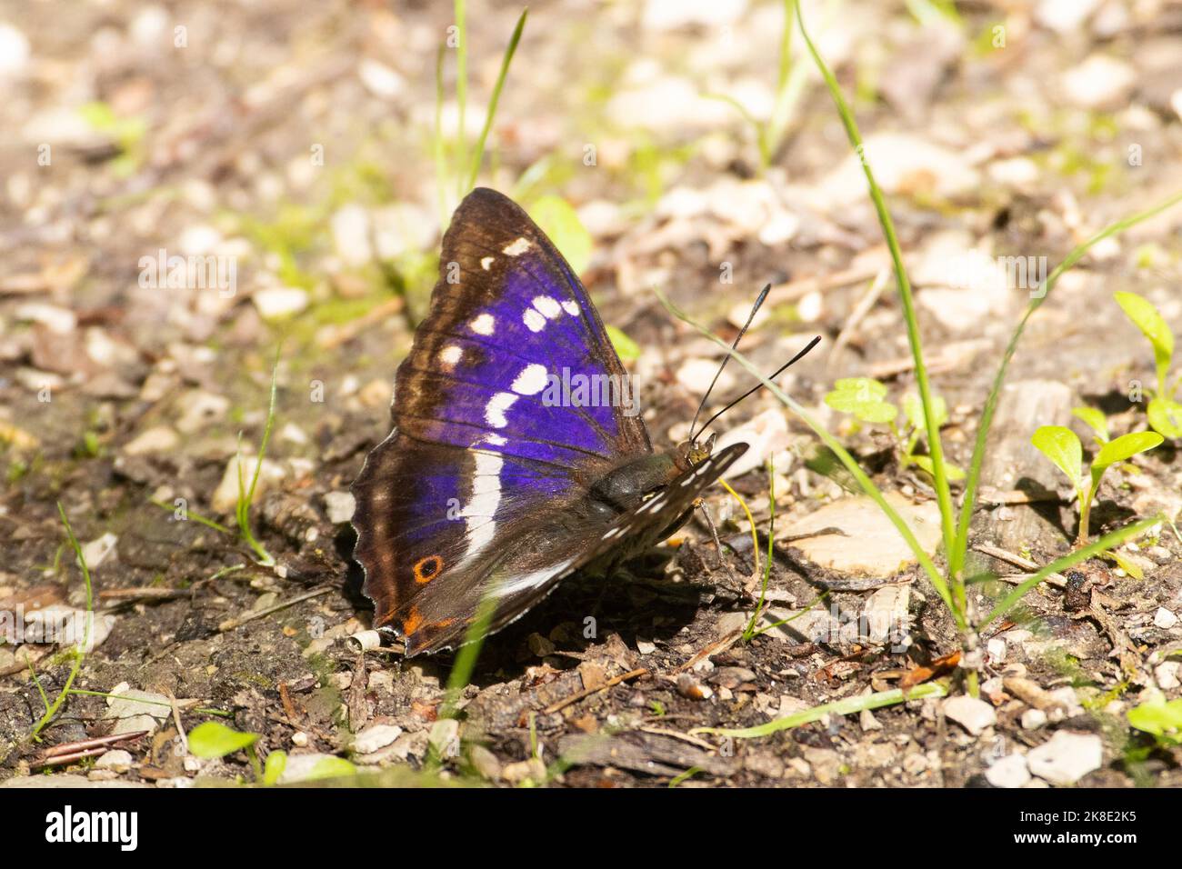 Farfalla grande Schiller con ali blu aperte seduti a terra visto sul lato destro Foto Stock