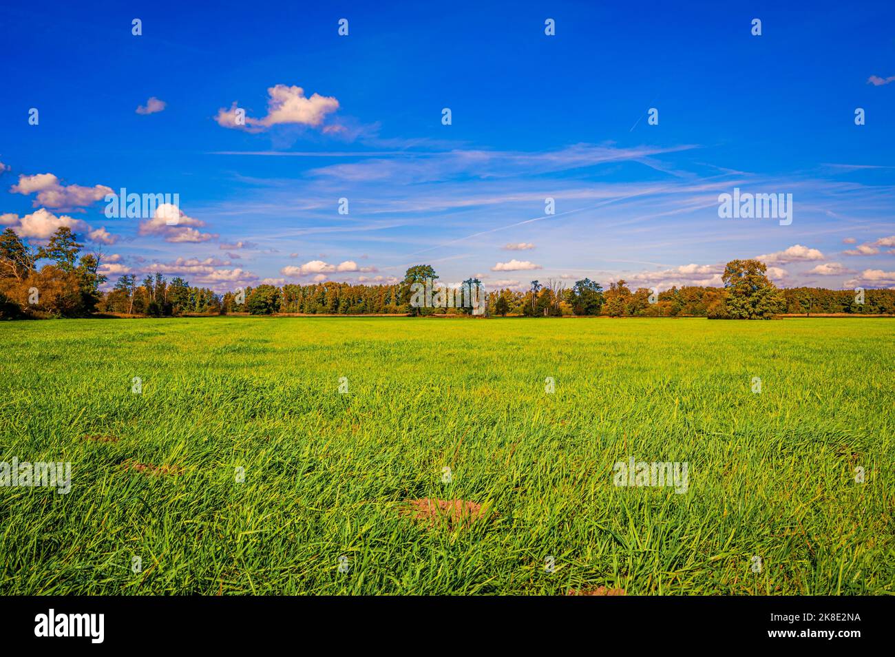 Un fieno di grano coperto di erba in autunno, con un cielo blu, nuvole di primavera e una foresta sullo sfondo, Hagenburg, bassa Sassonia, Germania Foto Stock