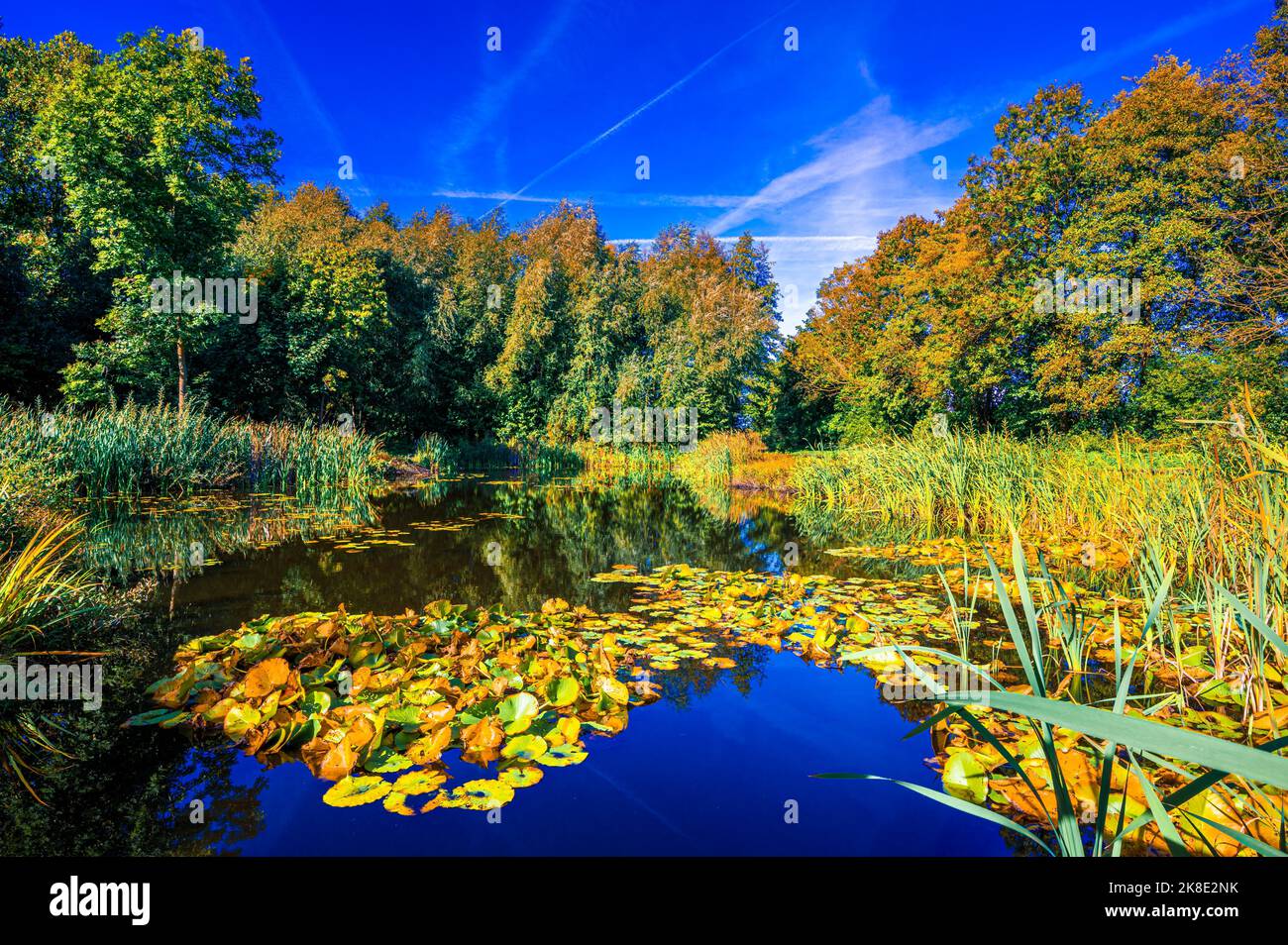 Un piccolo stagno con ninfee e canne d'acqua al Moorgarten in autunno sotto un cielo blu, Hagenburg, bassa Sassonia, Germania Foto Stock