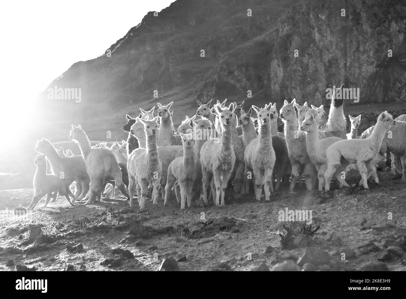 Gruppo di alpaca (Vicugna pacos) di fronte ad una montagna alla luce del mattino, Ande, vicino a Cusco, Perù, Sud America Foto Stock