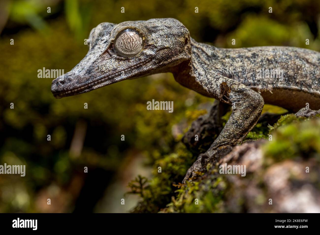 Gecko gigante dalla coda di balestra (Uroplatus giganteus), Marojejy, Madagascar Foto Stock