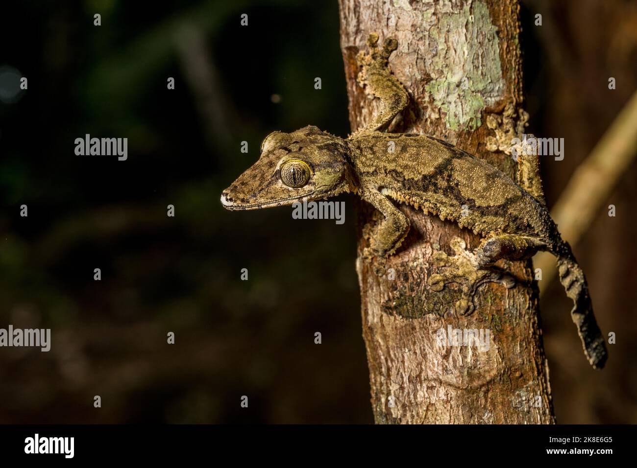 Geco gigante a coda piatta (Uroplatus cf giganteus), Marojejy, Madagascar Foto Stock