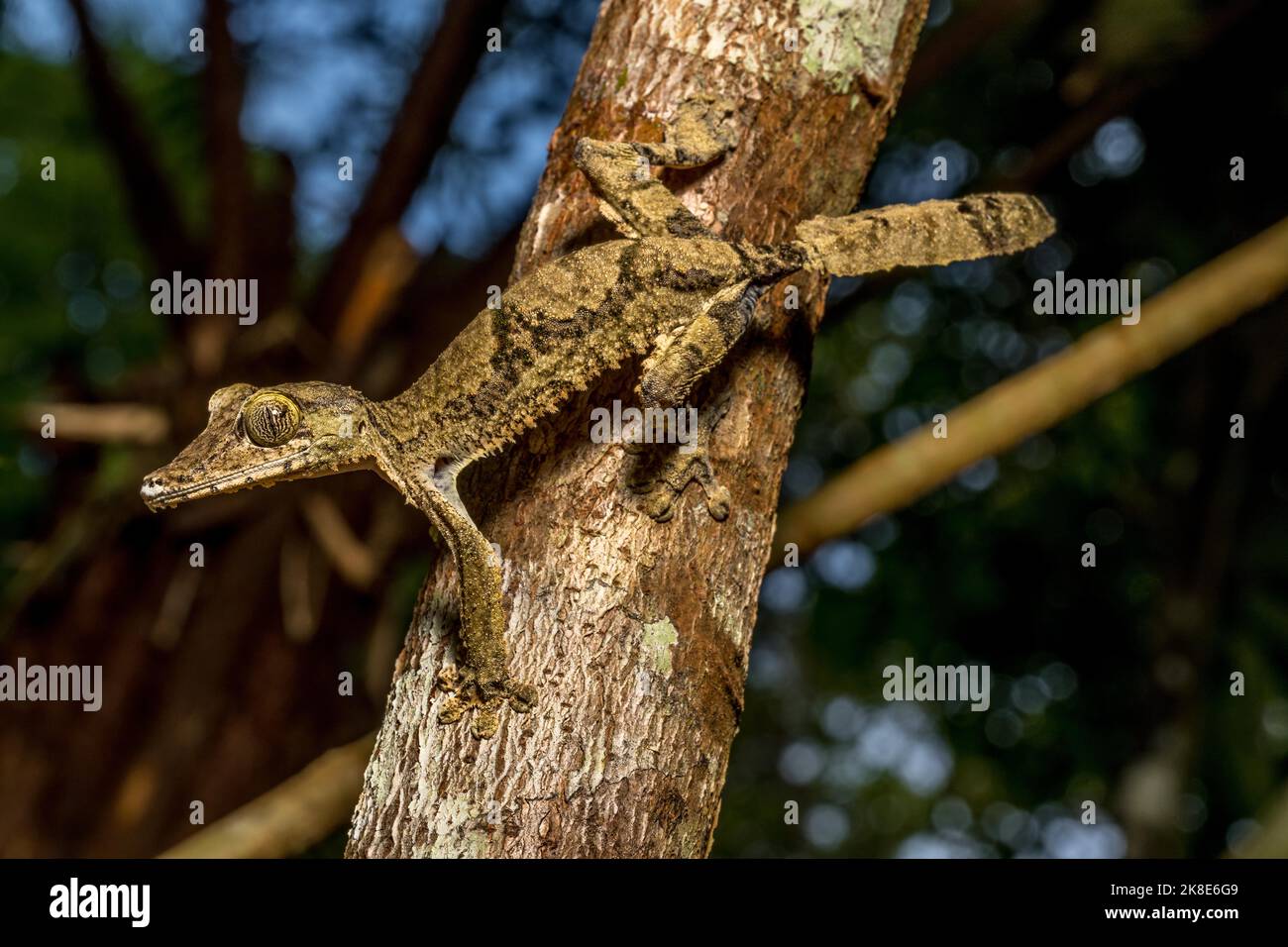 Geco gigante a coda piatta (Uroplatus cf giganteus), Marojejy, Madagascar Foto Stock