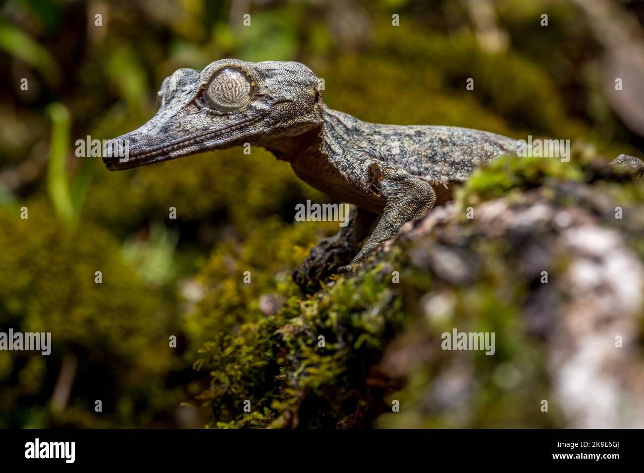 Gecko gigante dalla coda di balestra (Uroplatus giganteus), Marojejy, Madagascar Foto Stock