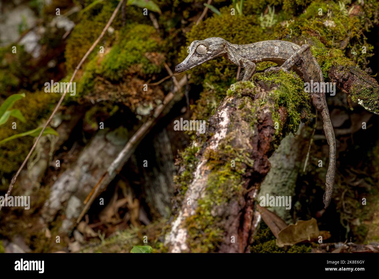 Gecko gigante dalla coda di balestra (Uroplatus giganteus), Marojejy, Madagascar Foto Stock