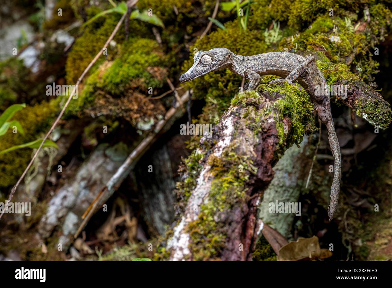 Gecko gigante dalla coda di balestra (Uroplatus giganteus), Marojejy, Madagascar Foto Stock