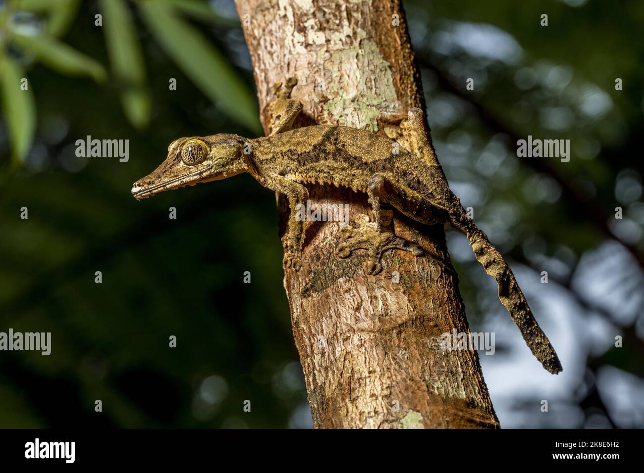 Geco gigante a coda piatta (Uroplatus cf giganteus), Marojejy, Madagascar Foto Stock