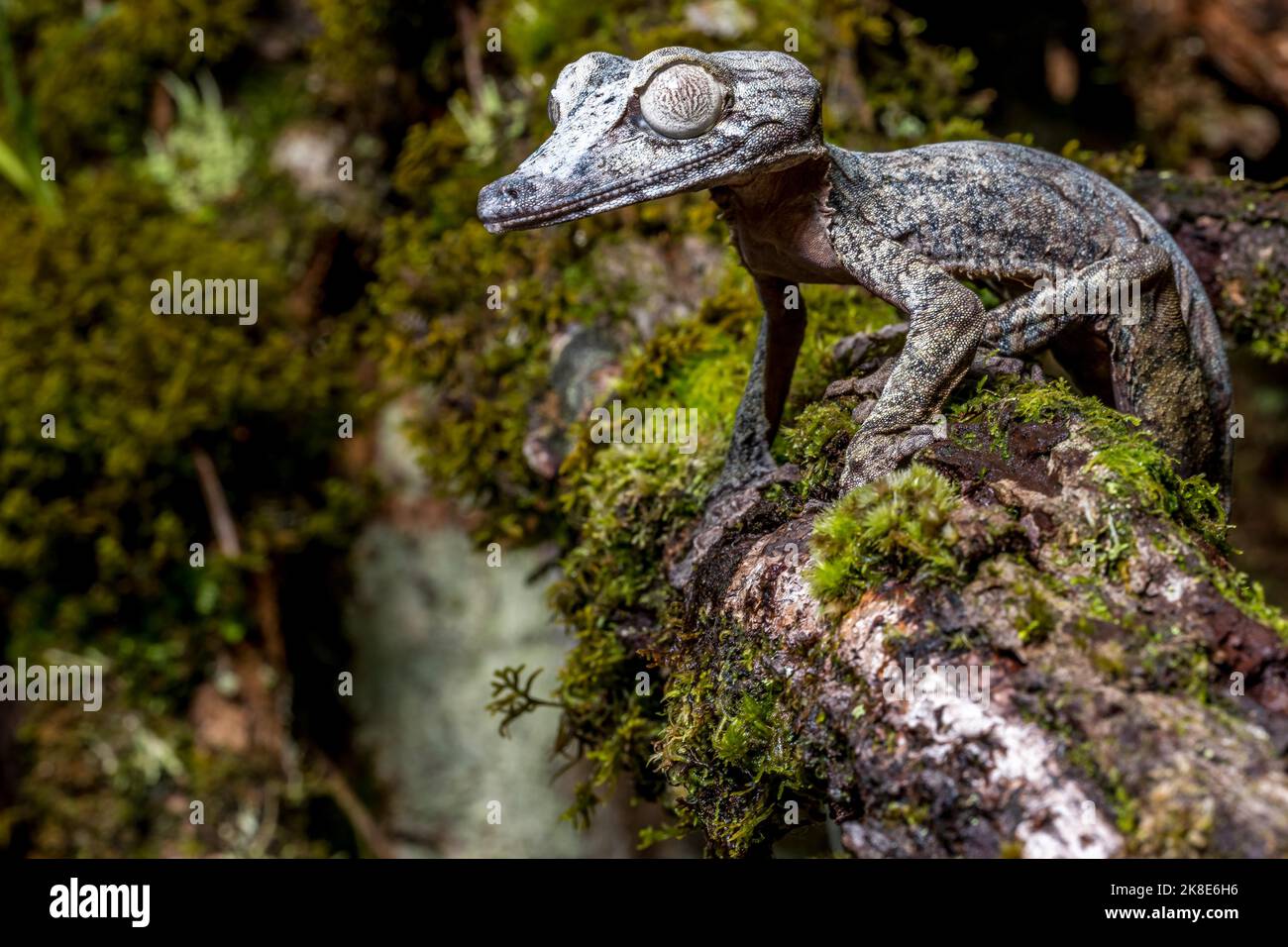 Gecko gigante dalla coda di balestra (Uroplatus giganteus), Marojejy, Madagascar Foto Stock