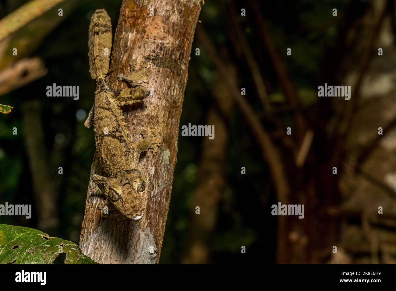 Geco gigante a coda piatta (Uroplatus cf giganteus), Marojejy, Madagascar Foto Stock