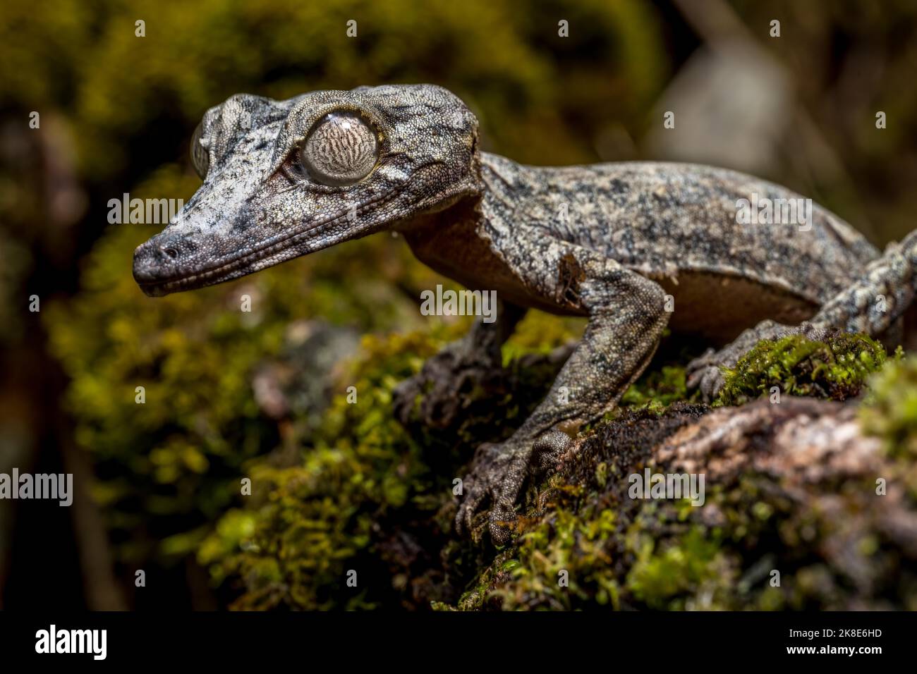 Gecko gigante dalla coda di balestra (Uroplatus giganteus), Marojejy, Madagascar Foto Stock
