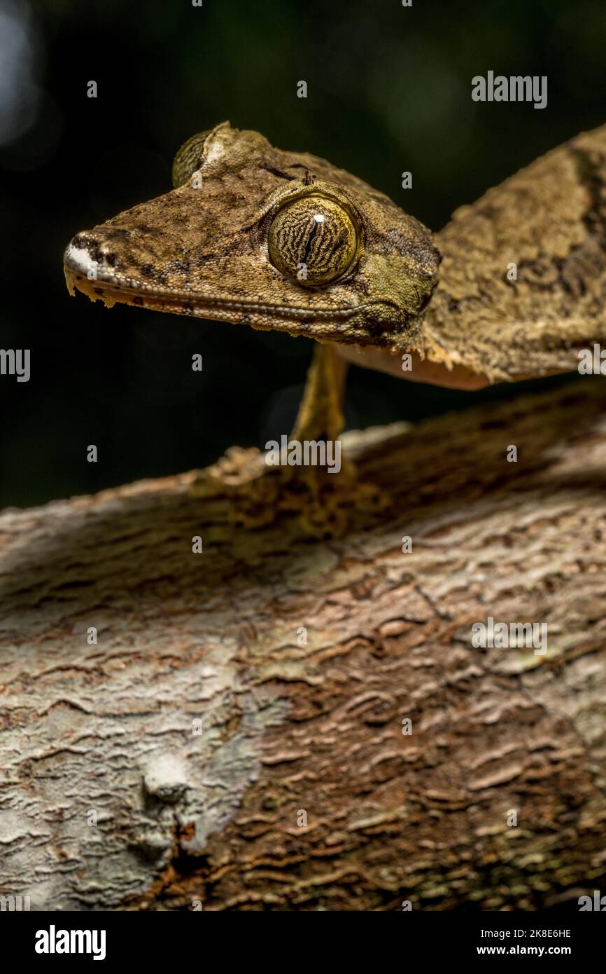 Geco gigante a coda piatta (Uroplatus cf giganteus), Marojejy, Madagascar, Africa Foto Stock