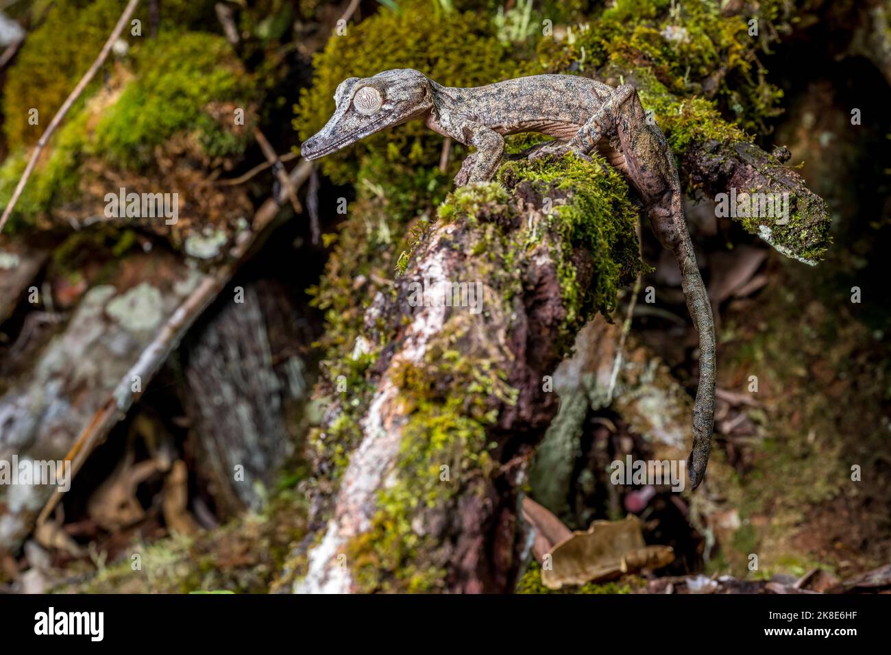 Gecko gigante dalla coda di balestra (Uroplatus giganteus), Marojejy, Madagascar Foto Stock