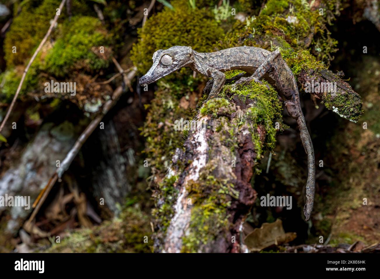 Gecko gigante dalla coda di balestra (Uroplatus giganteus), Marojejy, Madagascar Foto Stock