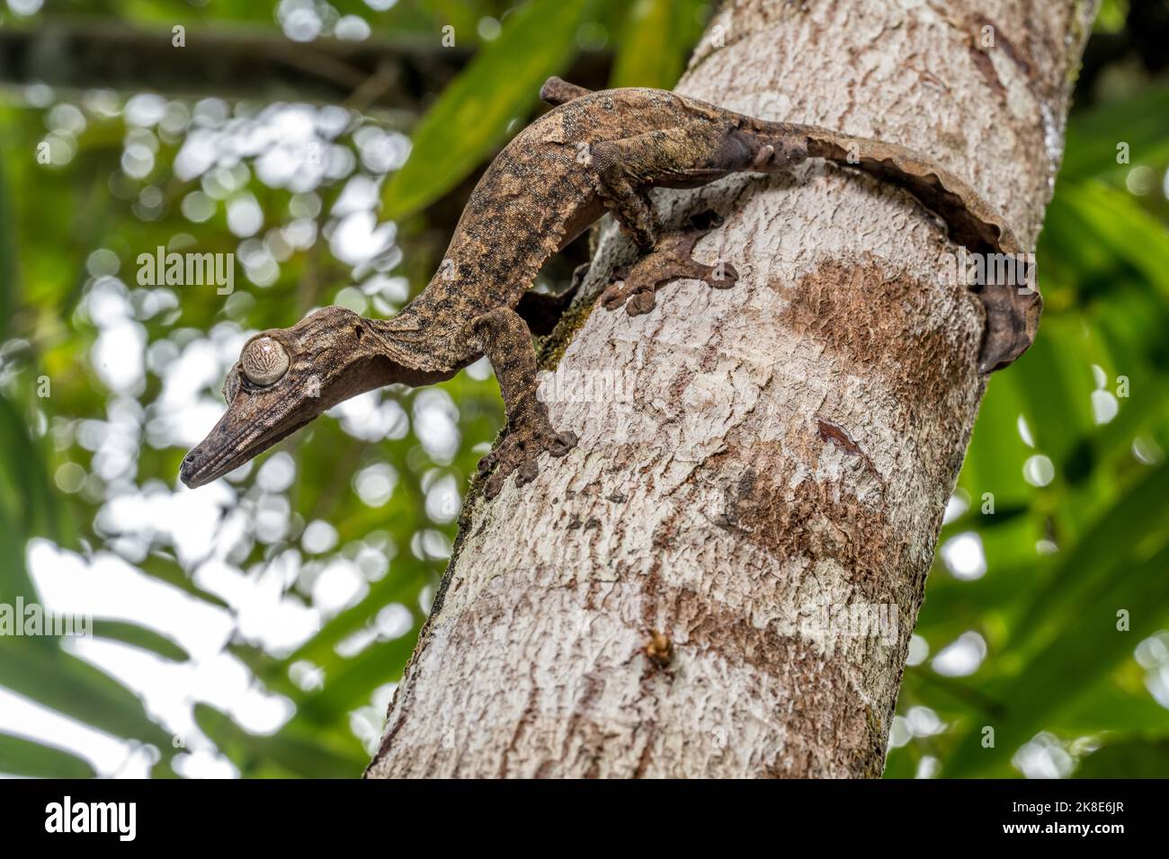 Gecko gigante dalla coda di balestra (Uroplatus giganteus), Marojejy, Madagascar Foto Stock