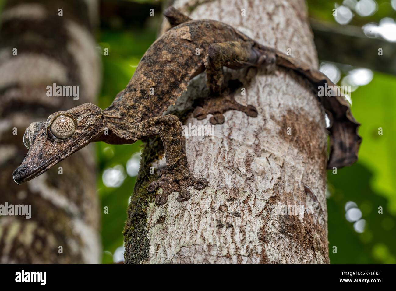 Gecko gigante dalla coda di balestra (Uroplatus giganteus), Marojejy, Madagascar Foto Stock
