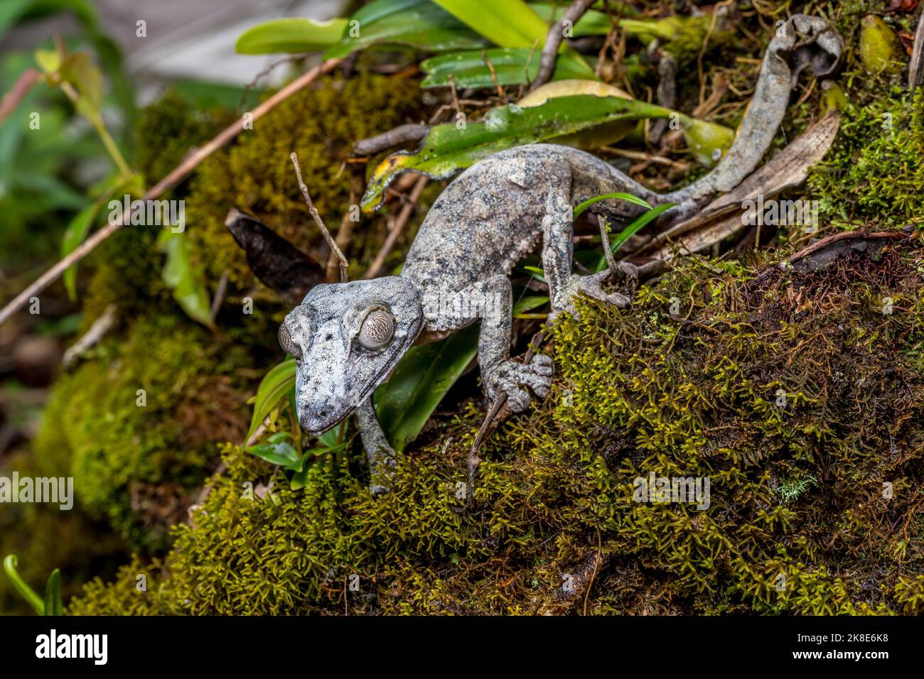 Gecko gigante dalla coda di balestra (Uroplatus giganteus), Marojejy, Madagascar Foto Stock