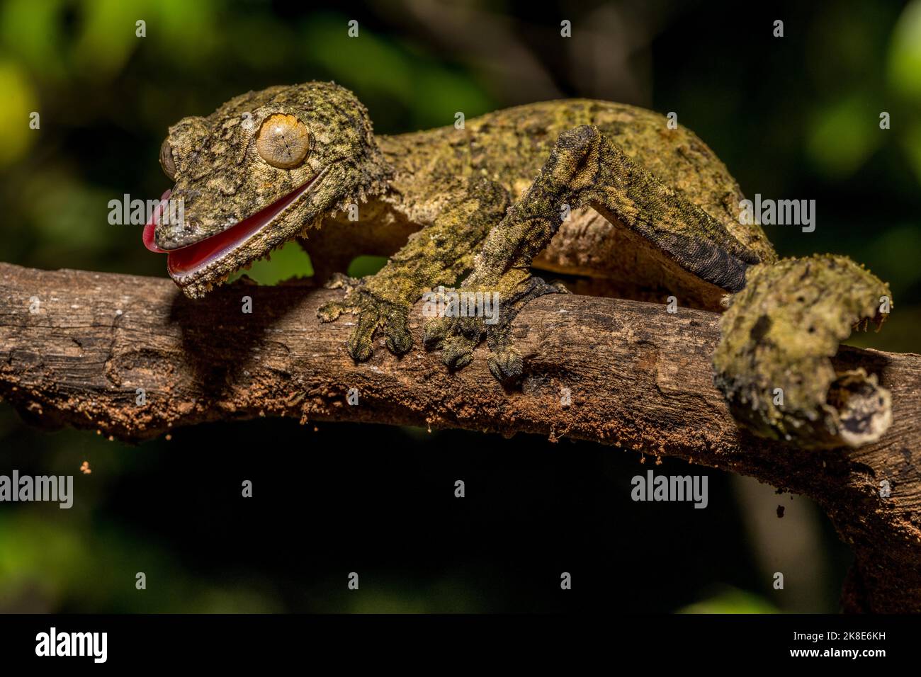 Geco a coda piatta di Henkel (Uroplatus cf henkeli), Daraina, Madagascar Foto Stock