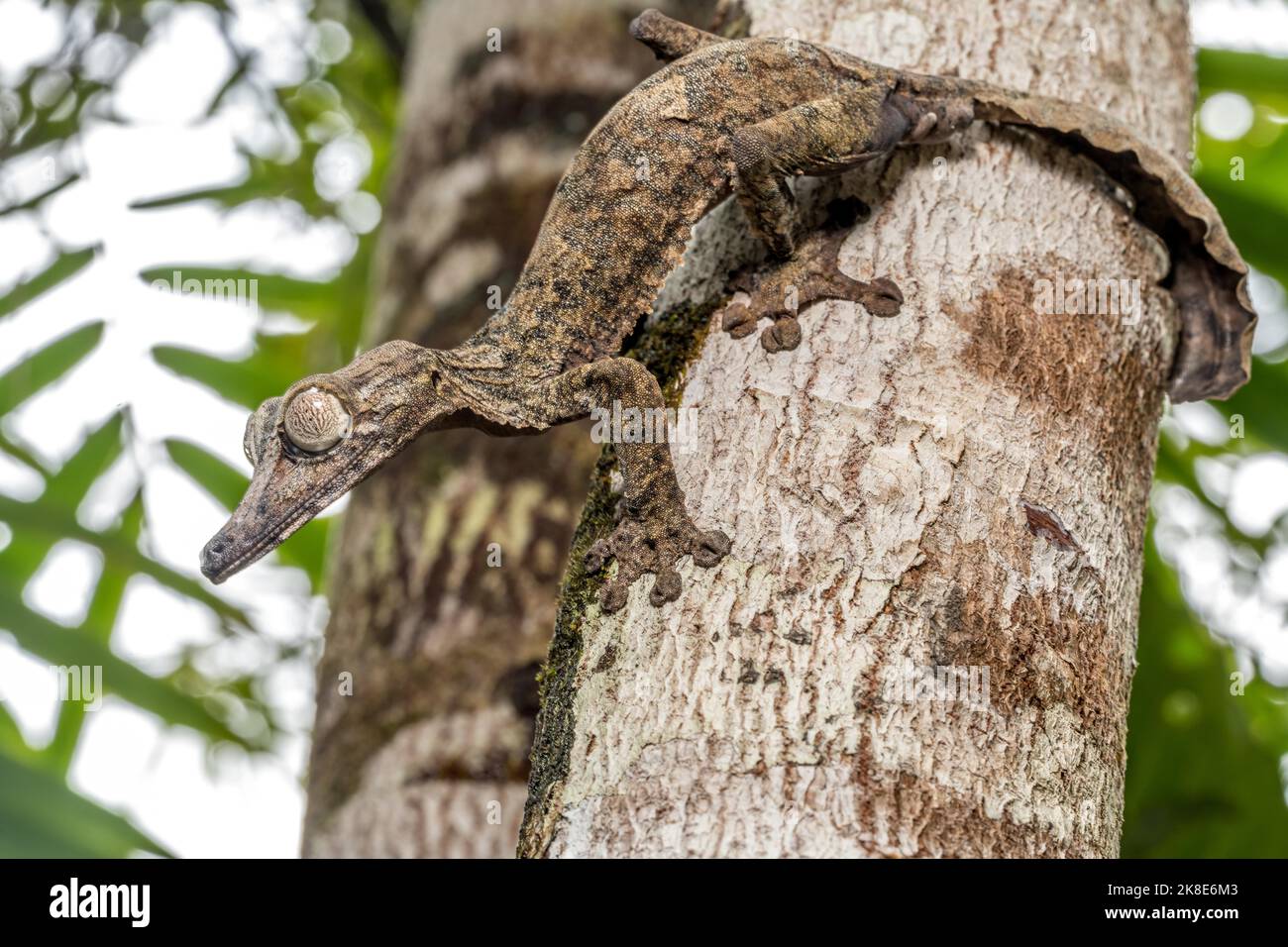 Gecko gigante dalla coda di balestra (Uroplatus giganteus), Marojejy, Madagascar Foto Stock