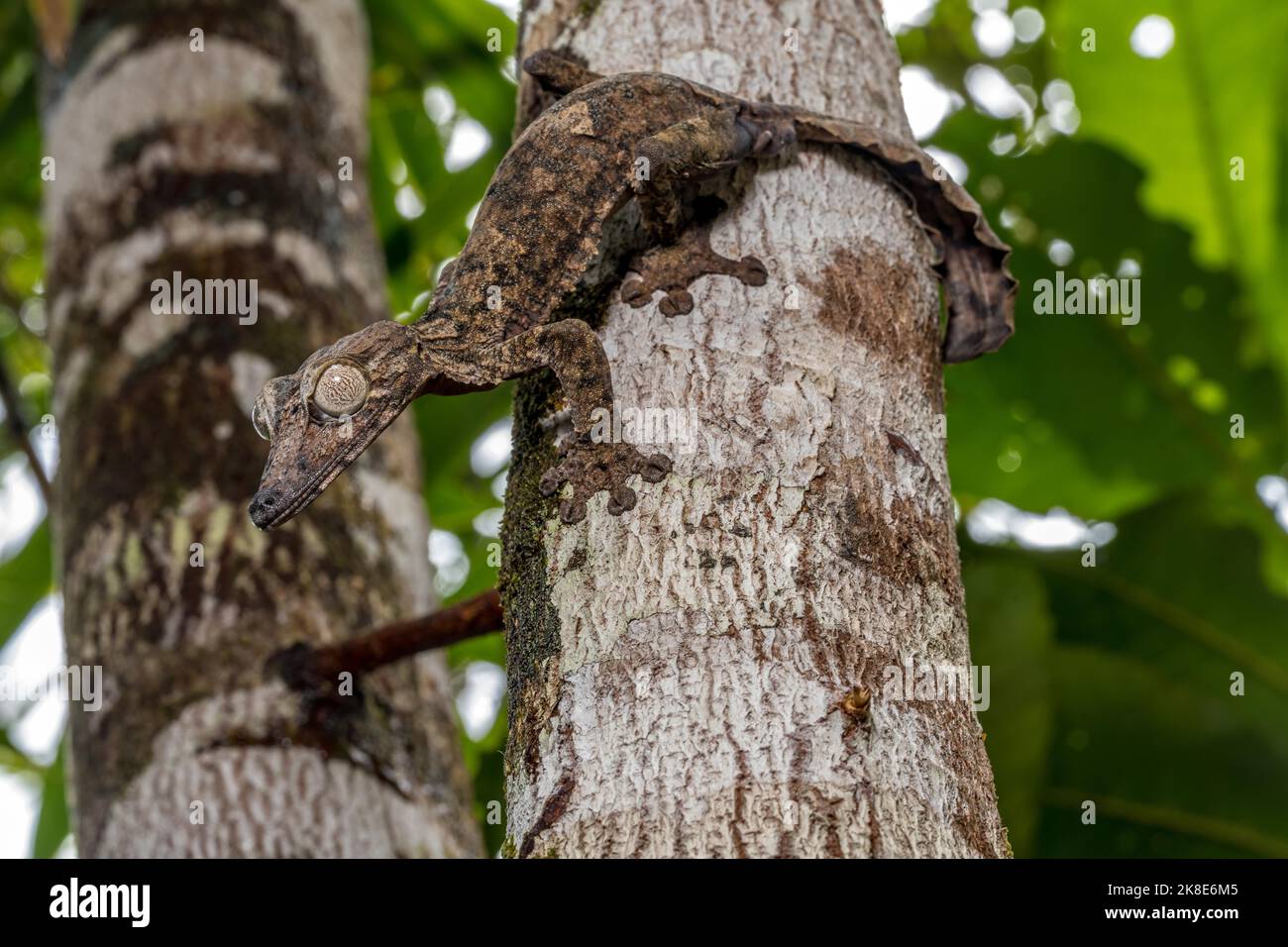 Gecko gigante dalla coda di balestra (Uroplatus giganteus), Marojejy, Madagascar Foto Stock