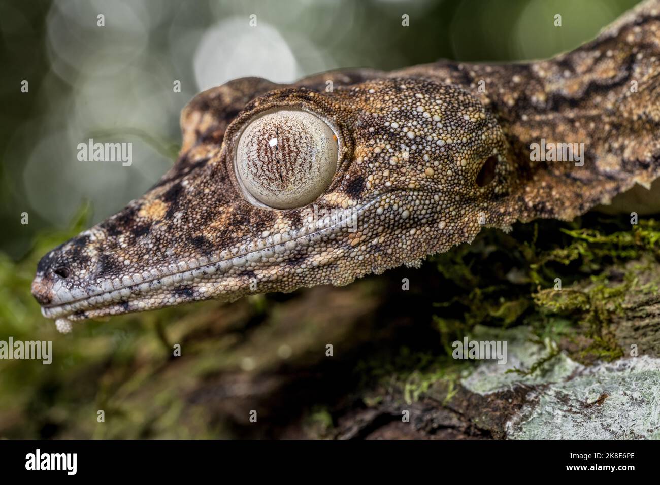 Gecko gigante dalla coda di balestra (Uroplatus giganteus), Montagne d Ambre, Madagascar Foto Stock