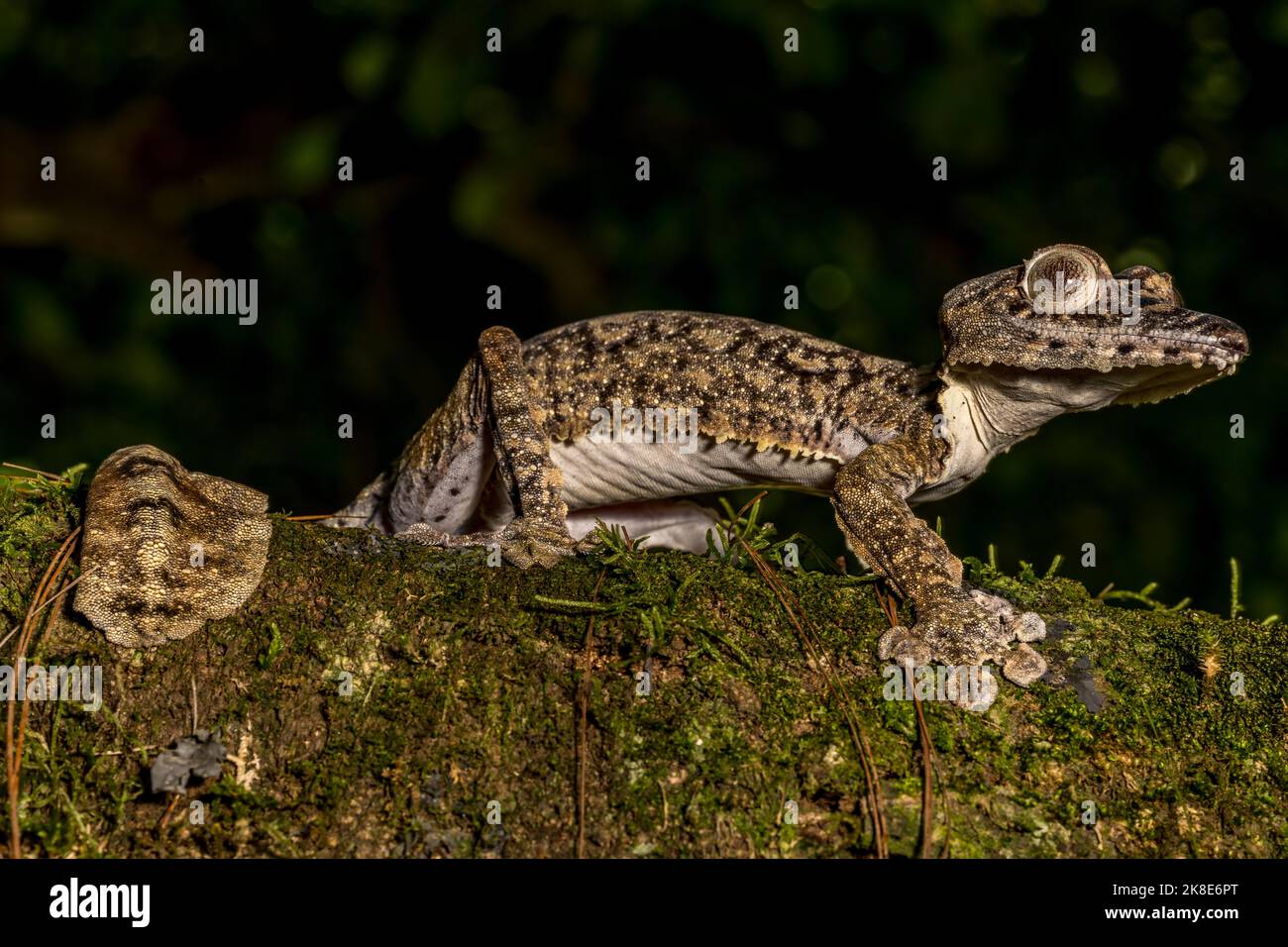 Gecko gigante dalla coda di balestra (Uroplatus giganteus), Montagne d Ambre, Madagascar Foto Stock