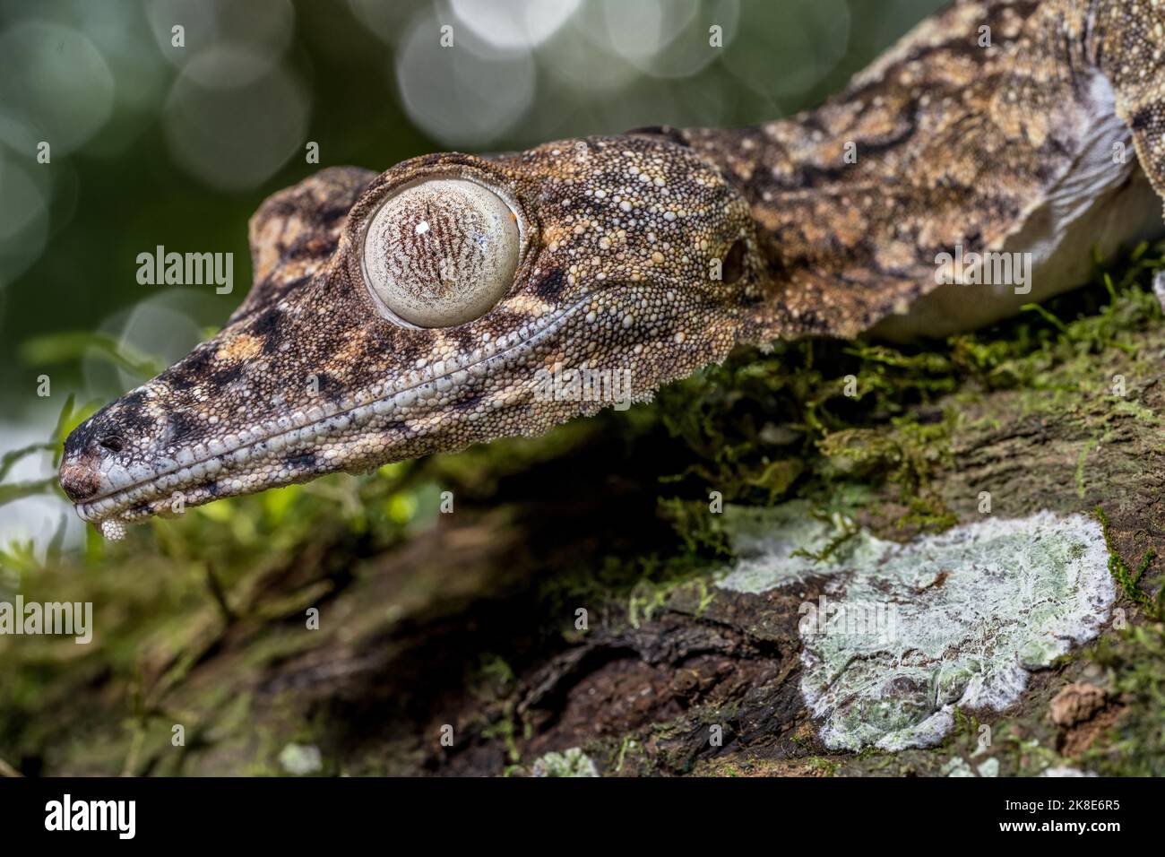 Gecko gigante dalla coda di balestra (Uroplatus giganteus), Montagne d Ambre, Madagascar Foto Stock