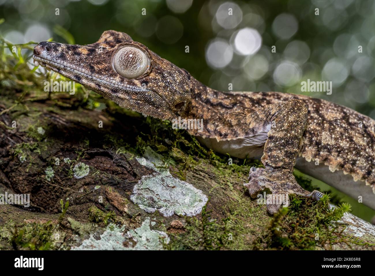 Gecko gigante dalla coda di balestra (Uroplatus giganteus), Montagne d Ambre, Madagascar Foto Stock