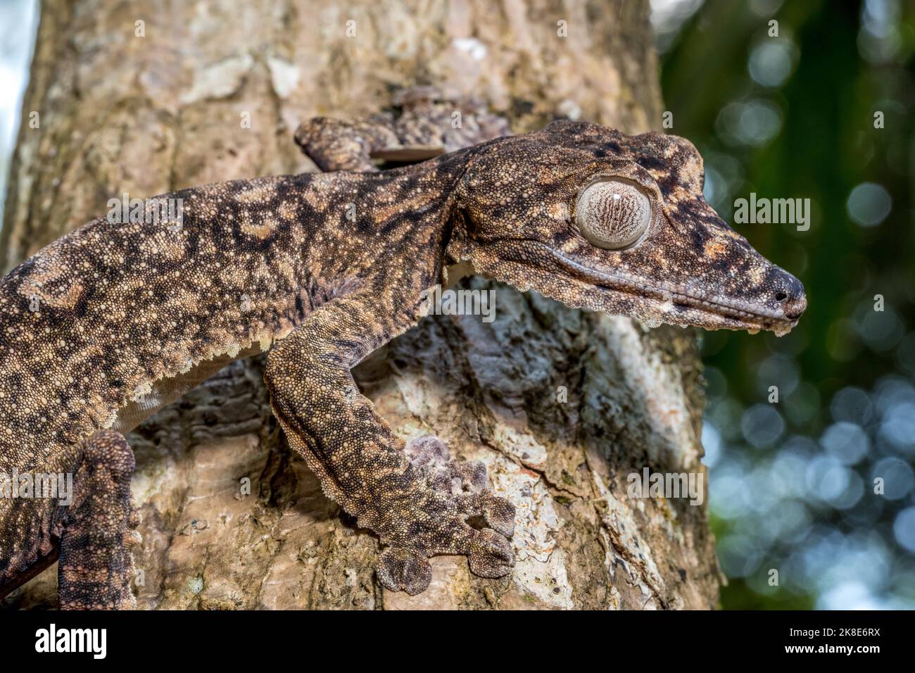 Gecko gigante dalla coda di balestra (Uroplatus giganteus), Montagne d Ambre, Madagascar Foto Stock