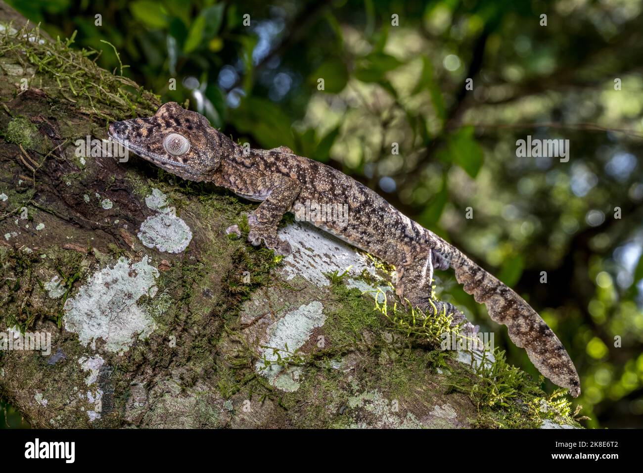 Gecko gigante dalla coda di balestra (Uroplatus giganteus), Montagne d Ambre, Madagascar Foto Stock