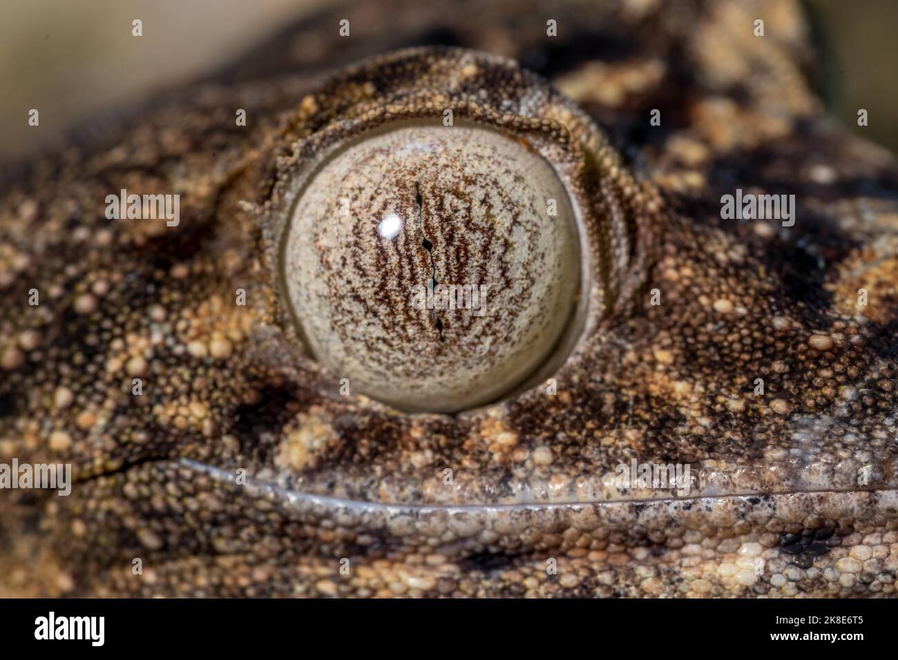 Gecko gigante dalla coda di balestra (Uroplatus giganteus), Montagne d Ambre, Madagascar Foto Stock