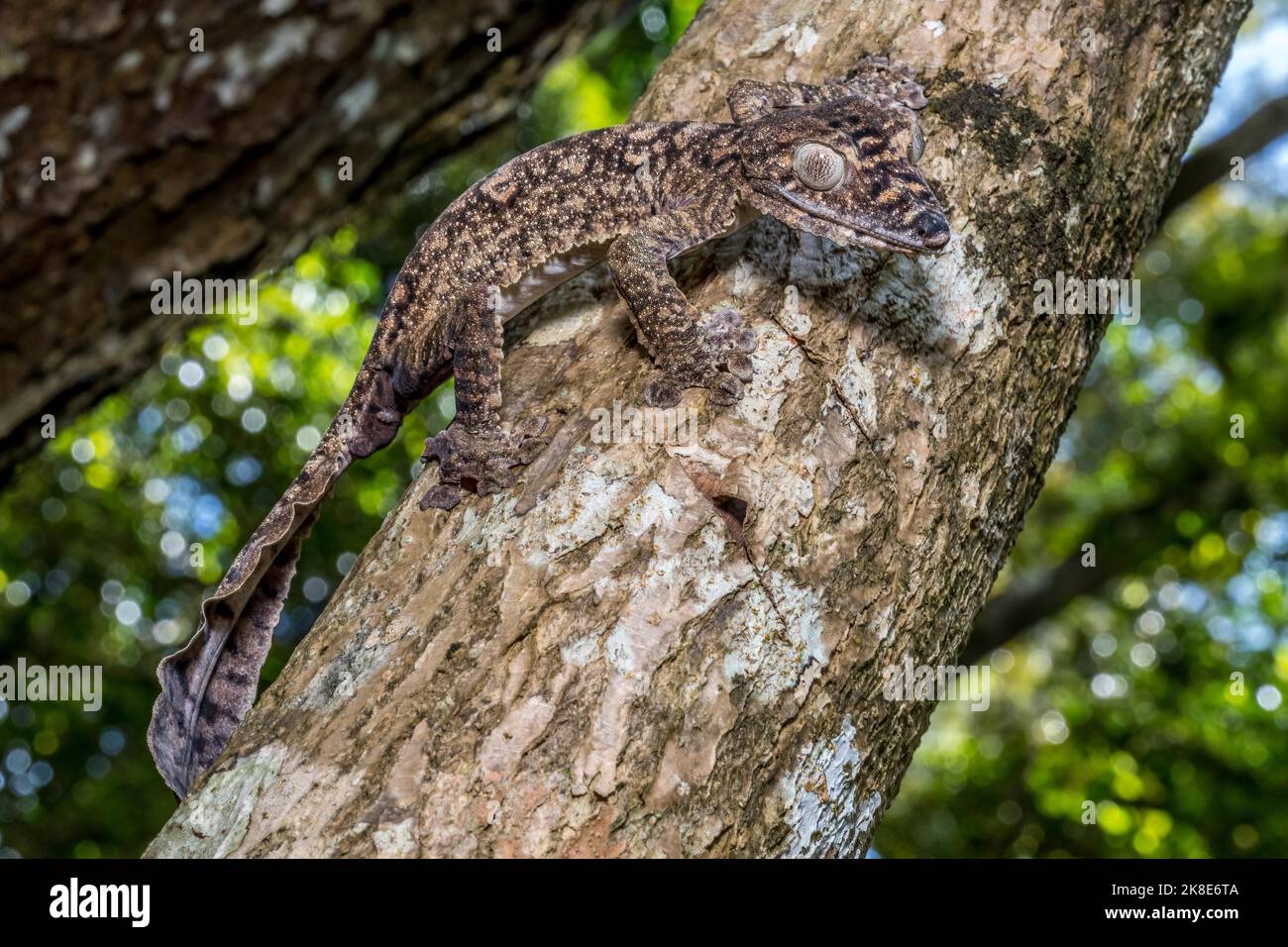 Gecko gigante dalla coda di balestra (Uroplatus giganteus), Montagne d Ambre, Madagascar Foto Stock