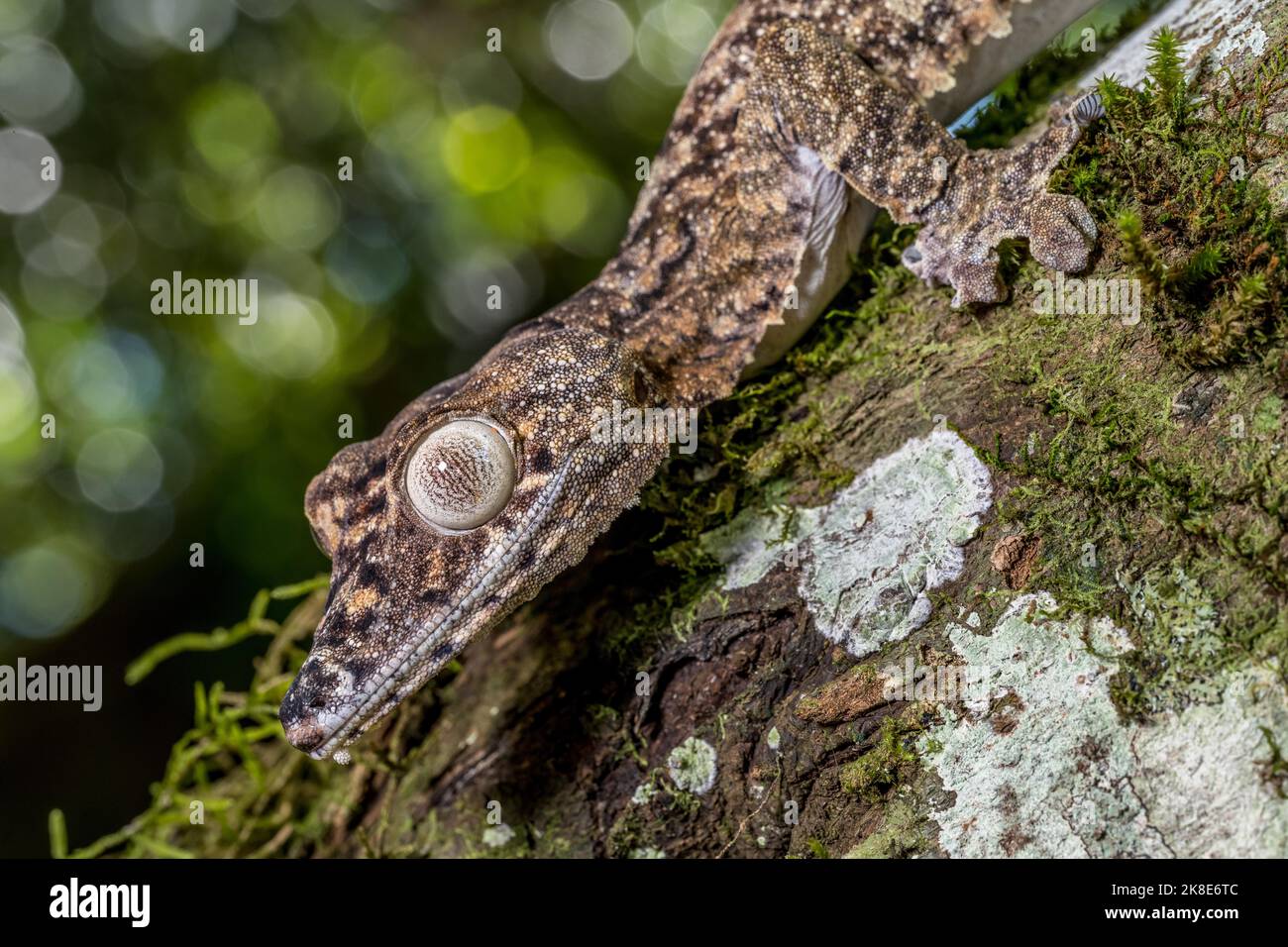 Gecko gigante dalla coda di balestra (Uroplatus giganteus), Montagne d Ambre, Madagascar Foto Stock