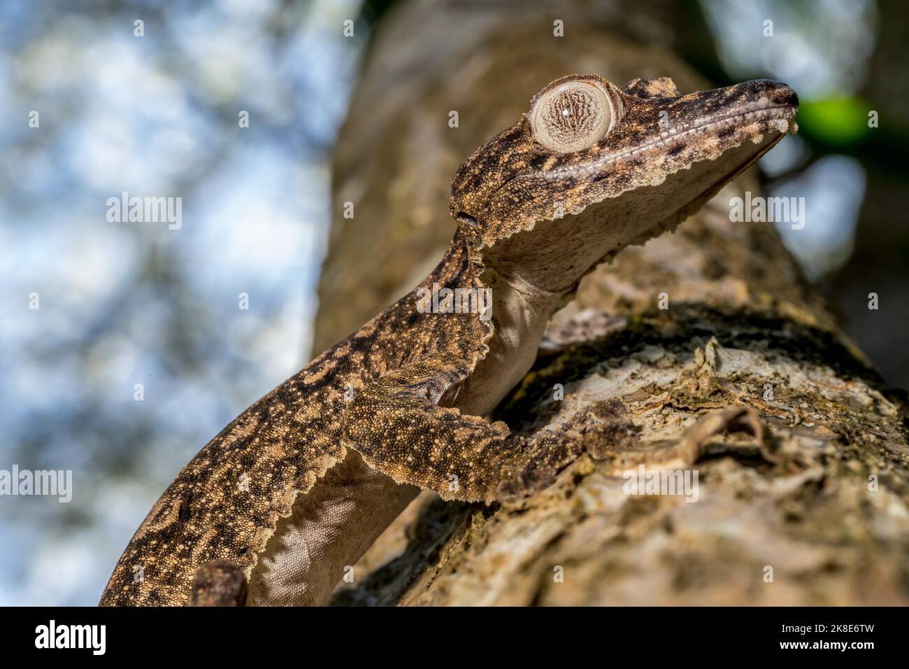 Gecko gigante dalla coda di balestra (Uroplatus giganteus), Montagne d Ambre, Madagascar Foto Stock