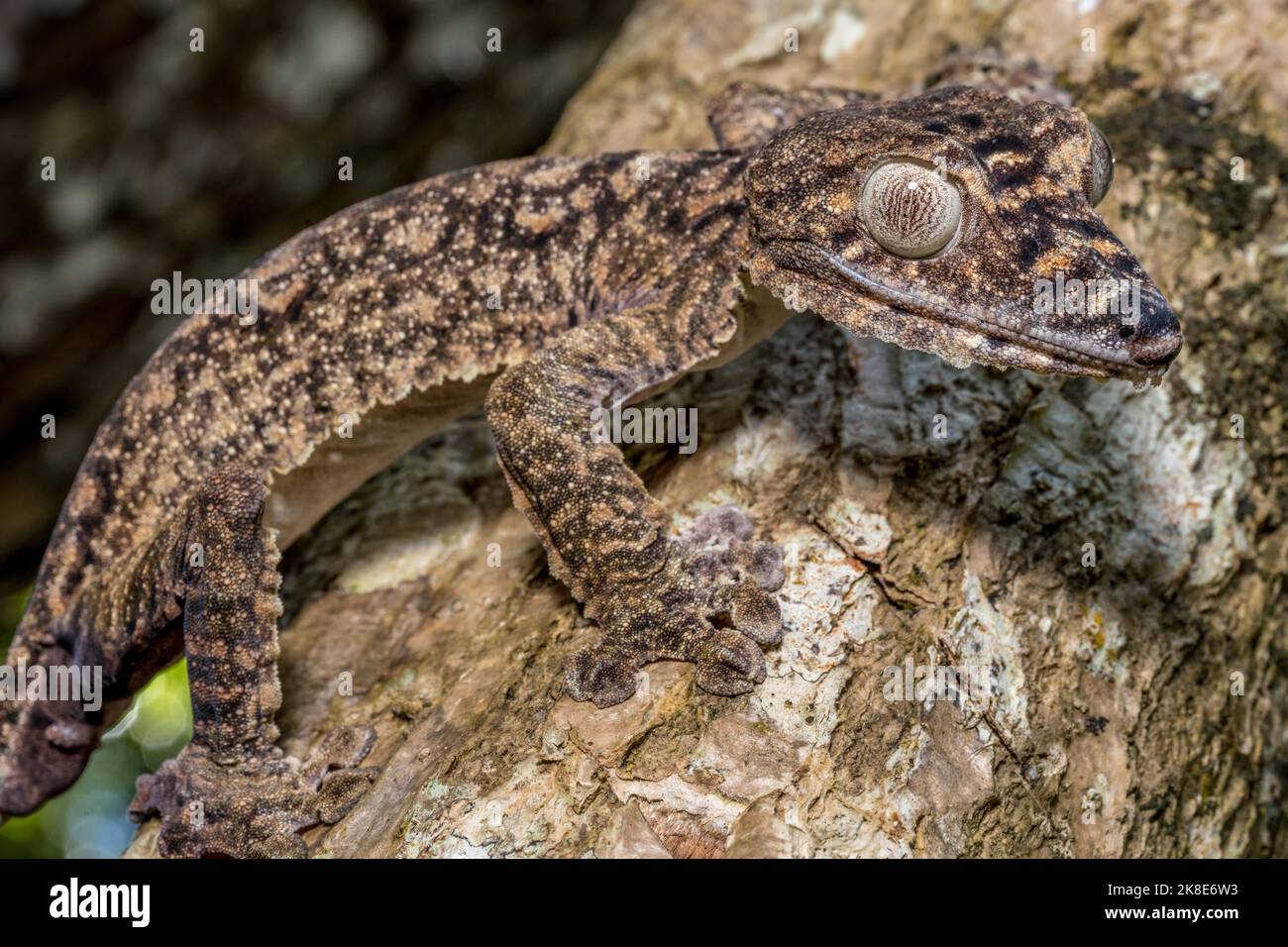 Gecko gigante dalla coda di balestra (Uroplatus giganteus), Montagne d Ambre, Madagascar Foto Stock