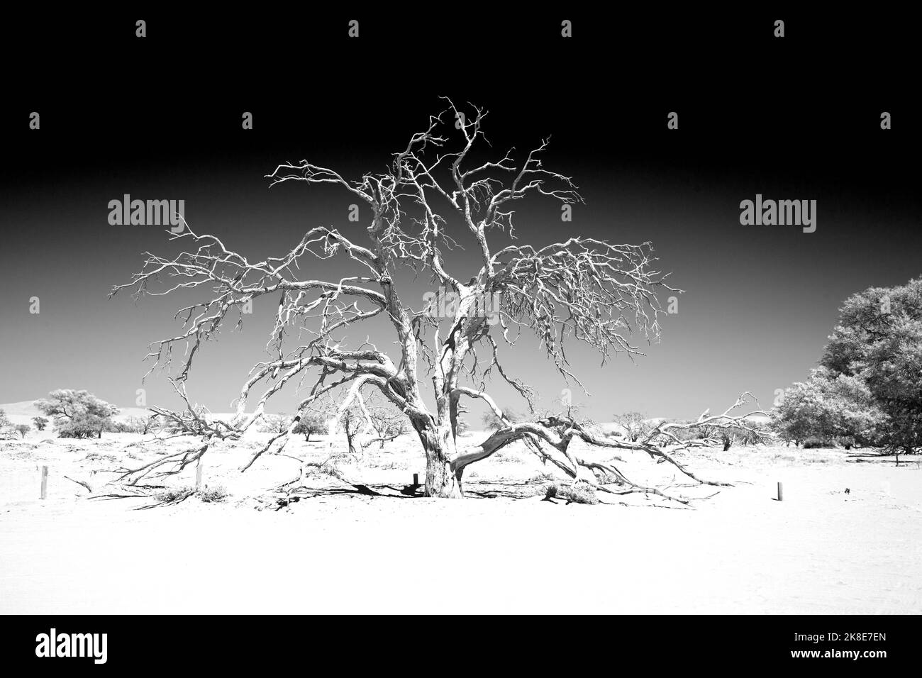 Immagine in bianco e nero di un albero di legno morto si erge nel deserto arancione con uno sfondo di cielo chiaro nel deserto del Namib Foto Stock