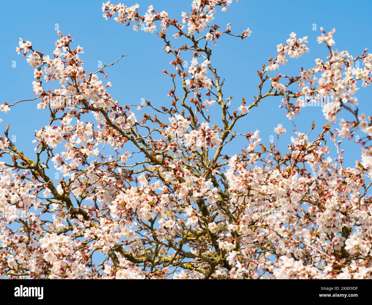 Prunus incisa "Kojo-no-mai" Foto Stock