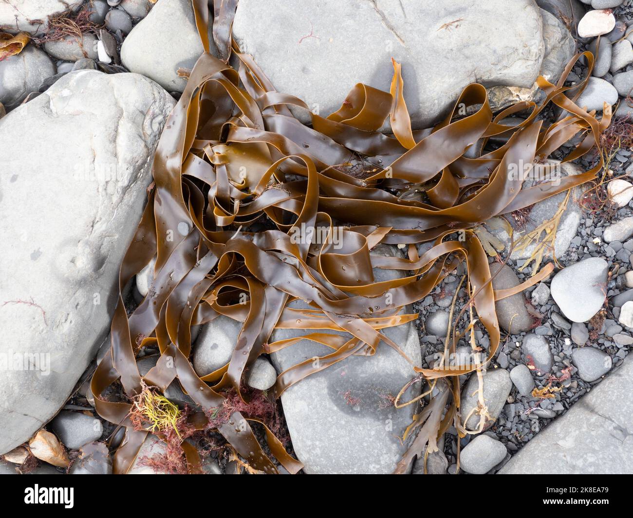 Wrack e alghe sulla Tildeline Kimmeridge Bay, dorset Foto Stock