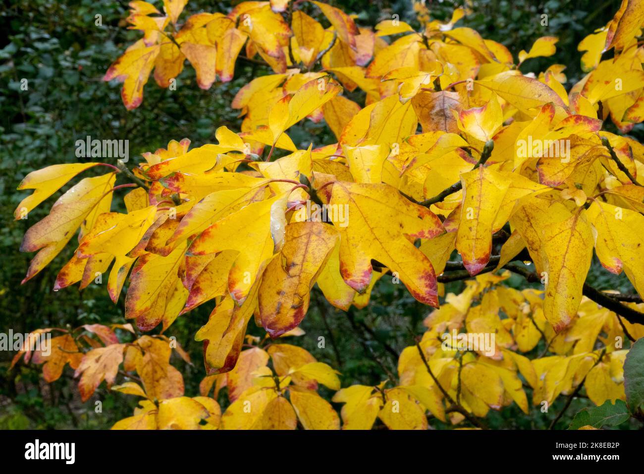 Sassafras albidum albero Autunno, Tea Tree, Sassafras, Autumnal, foglie su rami Sassafras albero fogliame deciduo albero Foto Stock