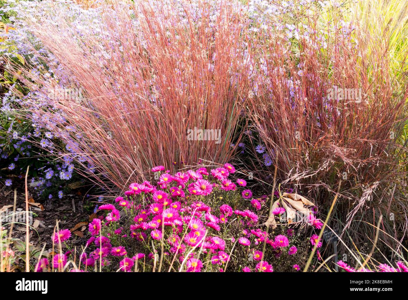 Giardino, Autunno, Erba, Schizachyrium scoparium, ciuffo di erba, Ornamentali, piante, grumi di erbe, mums Foto Stock