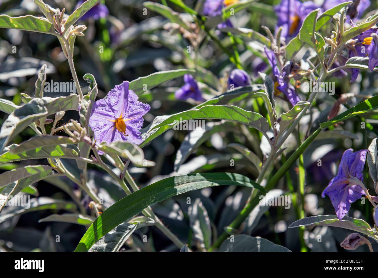 Solanum eleagnifolium im Sonnenlicht Foto Stock