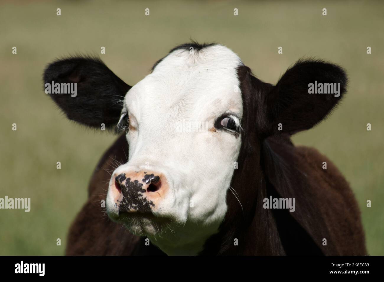 Ritratto di una giovane vacca nera con testa bianca. Guarda la fotocamera dall'angolo del suo occhio. E' probabilmente una vecchia razza olandese chiamata blaarko Foto Stock