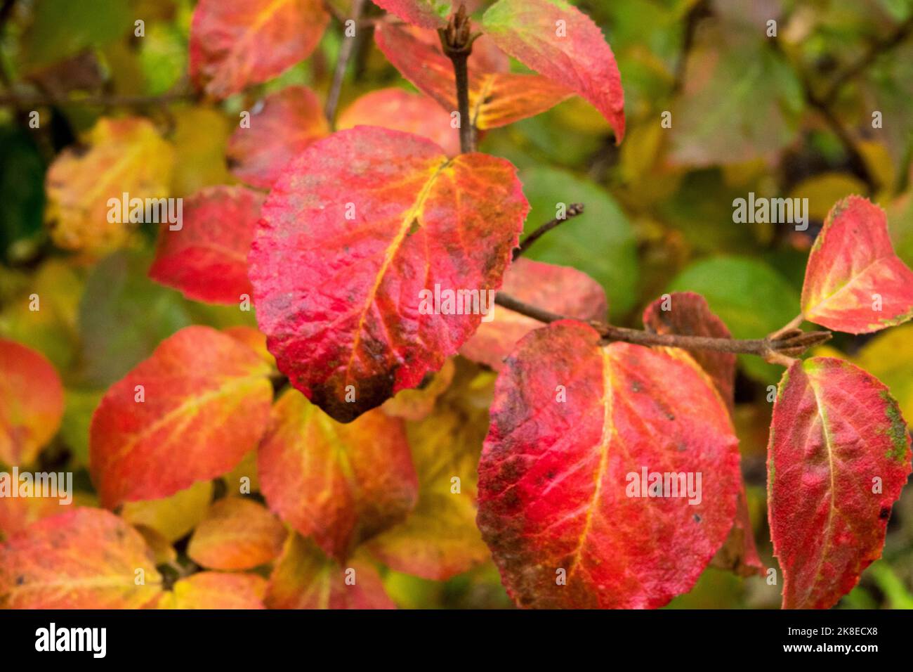 Foglie autunnali di viburno immagini e fotografie stock ad alta risoluzione  - Alamy