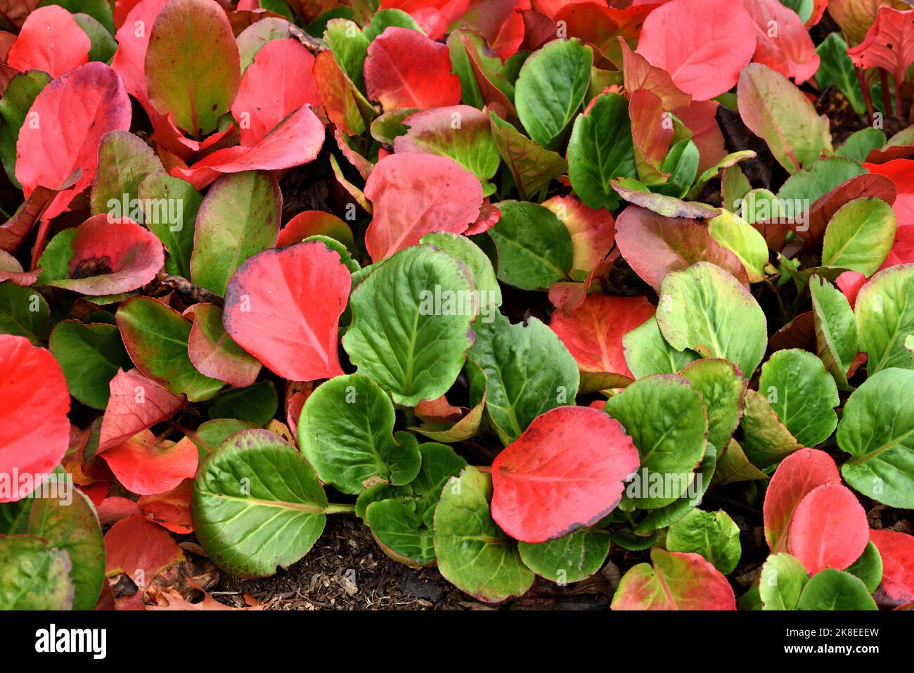 Primo piano del fogliame autunnale di Bergenia Overture. Foto Stock
